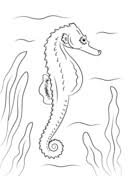 Mandala kleurplaten om zelf uit te printen.kinderen vinden het geweldig, kleuren! Zeepaardje Kleurplaat Horse Coloring Pages Printable Coloring Pages Printable Coloring