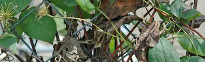Sometimes its the leaves turning black or an existing trap. Clematis Has Turned Brown Wilted And Dried Up Melinda Myers