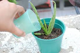 Aloe Vera Plant Care Aloe Vera Plant Aloe Plant Growing Aloe Vera