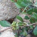 Image result for Gisekiaceae