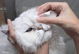 Cleaning Persian Chinchilla Cats Eyes With Cotton Pad Cats Eyes Healthy  Prevention Of Eyess Problem Stock Photo - Download Image Now - Istock