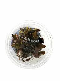 Cryptocoryne beckettii pot 3,5 ευρώ. In Vitro In Vitro Premium Aquaflora Akvarioverastliny Sk