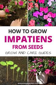 Keep reading to learn more about impatiens seed propagation. Learn How To Grow Impatiens From Seeds Amaze Vege Garden