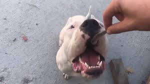 Dogo Arjantin Kopek Icin Cig Balik Hamsi Bolum 1 Youtube