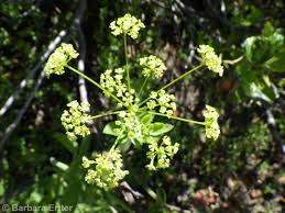 Image result for Heisteria zimmereri