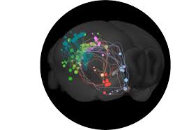 Get tips for resolving issues on your own. Connectivity Matrices Brain Map Org