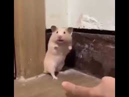 Startled Hamster Youtube