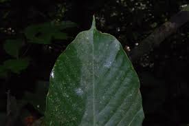 Image result for Uvariodendron