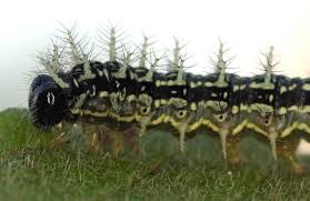 Image result for Sparrmannia ricinocarpa