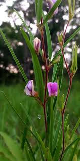 Image result for Dolichos trinervatus