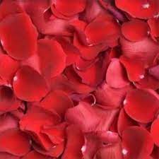 Hours may change under current circumstances Wholesale Flowers In Bulk For Wedding And Events J R Roses Wholesale