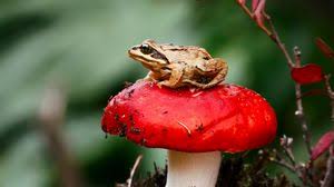 We have an extensive collection of amazing background images carefully chosen by our community. Frog Widescreen 16 9 Wallpapers Hd Desktop Backgrounds 2560x1440 Images And Pictures
