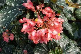 Check spelling or type a new query. Begonia Home Garden Information Center