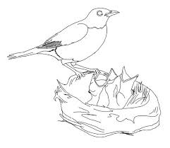 Australian scarlet robins coloring page. 26 Best Ideas For Coloring Printable Robin Bird Coloring Pages
