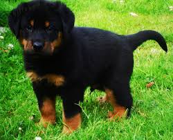 Beauceron puppies for sale uk. Beauceron Puppies For Sale France The Y Guide