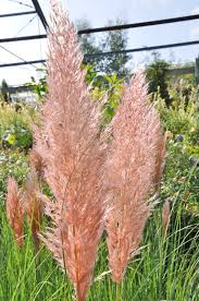 Wit pampasgras 9cm tot 25cm 4,95 7,95 phoenix canariensis. Pampasgras Rosea Graser Pflanzen Der Palmenmann