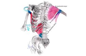 It arises from the lower half of the vertebral column and iliac crest (hipbone). Der Grosse Ruckenmuskel Und 4 Ubungen Dazu Trainer