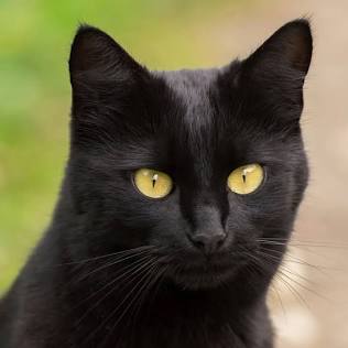 Bombay Cat Breed Guide: Temperament, Diet, and Care