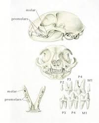 overview of dental development digestive system