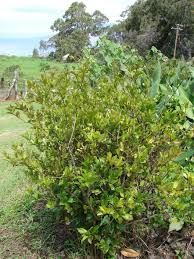 Image result for Brunfelsia australis