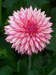 Pin On Garden Fun