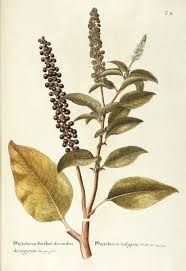 Image result for Phytolacca
