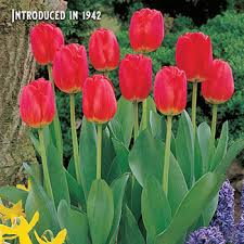 Maybe you would like to learn more about one of these? Shop Red Matador Jumbo Perennial Tulip Breck S Bulb Flowers Plant Flower Bulbs Spring Flowering Bulbs
