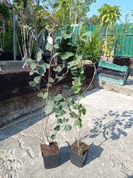 Image result for indiánská borůvka obrázek