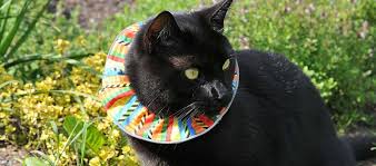 Birds Be Safe Collar Canada We Help Birds Be Safe From Cats Cat Collars Cats Outdoor Cats