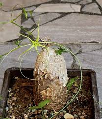 Image result for Trochomeria macrocarpa