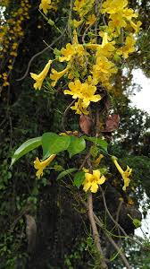 Image result for Dolichandra unguis-cati