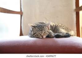 Check spelling or type a new query. 10 Weeks Old Kitten Sleeping On Stock Photo Edit Now 43499677