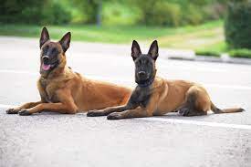 Reinrassige malinois welpen o.jahren malinois und habe jetzt ein gutes zucht teil ereicht.bei angeboten: Malinois Steckbrief Geschichte Charakter Haltung