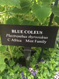 Image result for Coleus thyrsoideus