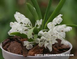 Image result for Podangis dactyloceras