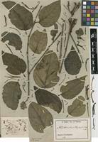 Image result for Phragmanthera capitata