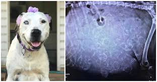 A pit bull and her newborn pups get rescued, but what happens next will starting today, you can support us directly here on esvid and send us on the next rescue mission!!! Pregnant Pit Bull Is Dumped By Owner Then Shelter Sees Uncountable Puppies On X Ray Of Womb The Animal Rescue Site News