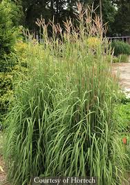 Image result for Andropogon