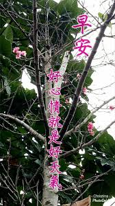 pin by 貝貝程on christina say good morning good morning christina best