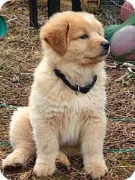Hours may change under current circumstances Salem Nh Golden Retriever Meet Puppy Honey Bear A Pet For Adoption