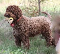 Amico roma puppies is a premier breeder of lagotto romagnolo, italian water dogs (also known as truffle dogs) and offers a unique experience to truffle hunting in the pnw. Lagotto Romagnolo Of Canada Kennels Lrc At Duckett Truffieres