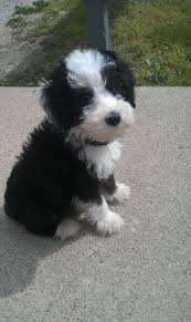 16.1 tuhatta seuraajaa, 207 seurattavaa, 126 julkaisua. Pin By Emma On Super Cute Cute Dogs Baby Animals Sheepadoodle Puppy