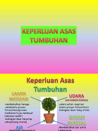 Sains hayat/ proses hidup tumbuhan standard kandungan : B Keperluan Asas Tumbuhan Tahun 4