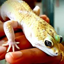 Untuk bumbu gecok lompong:cabe rawit, bawang merah, bawang putih, kencur, terasi bakar, gula, garam,penyedap rasa, santanuntuk bumbu pepes peda daun. Leopard Gecko Malaysia Home Facebook