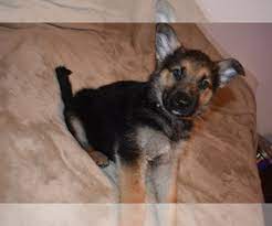 German shepherd puppies for sale are recognized as a distinct breed developed for working, herding and military work. View Ad Alaskan Malamute German Shepherd Dog Mix Litter Of Puppies For Sale Near Oregon White City Usa Adn 220320