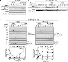 Dynamic Palmitoylation Controls The Microdomain Localization Of The Dkk1 Receptors Ckap4 And Lrp6 Science Signaling