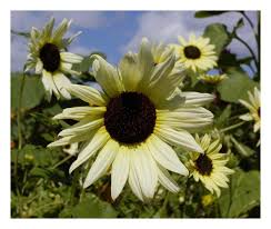 Biji bunga matahari alias kuaci cukup populer di indonesia sebagai camilan. Biji Benih Bunga Matahari Sunflower Vanilla Ice 8 Seeds Lazada