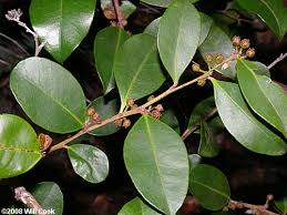 Image result for Rawsonia lucida