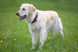 They make an ideal family dog and pet, play well with children, are infinity pups customer service was great. White Golden Retriever Puppies Facts Lifespan Intelligence