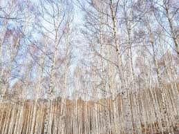 Over 200 angles available for each 3d object, rotate and download. Birch Trees In Winter The Stunning Wondae Ri Birch Forest In Korea